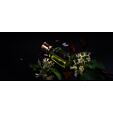 Renier Perfumes De Lirius Extrait de Parfum 50 ml U